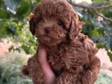 Toy Poodle Yavrularımız Hazır