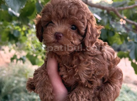 Toy Poodle Yavrularımız Hazır görsel