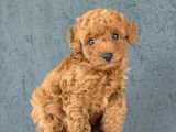Toy Poodle Yavrularımız Hazır