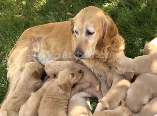 Golden Yavrularımız Teslime Hazır