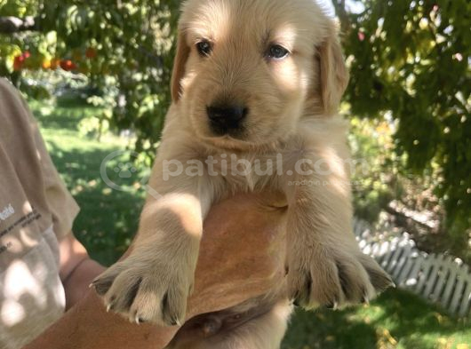 Golden Yavrularımız Teslime Hazır görsel