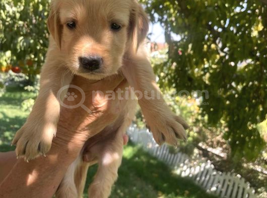 Golden Yavrularımız Teslime Hazır görsel