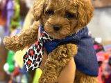 Kali̇teli̇ Malti̇poo Yavrularimiz