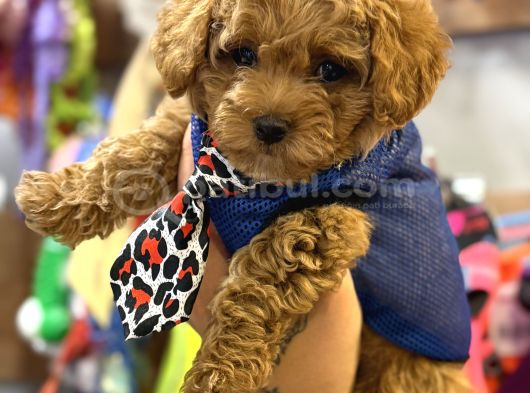 Kali̇teli̇ Malti̇poo Yavrularimiz görsel