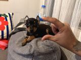 Mini Boy Pincher