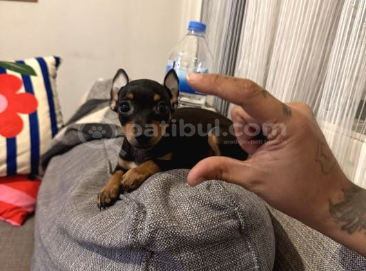 Mini Boy Pincher görsel