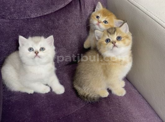 Top Suratlı Safkan British Yavrularımı Sahiplendireceğim görsel