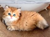 Sarı Kürklü Golden British Longhair
