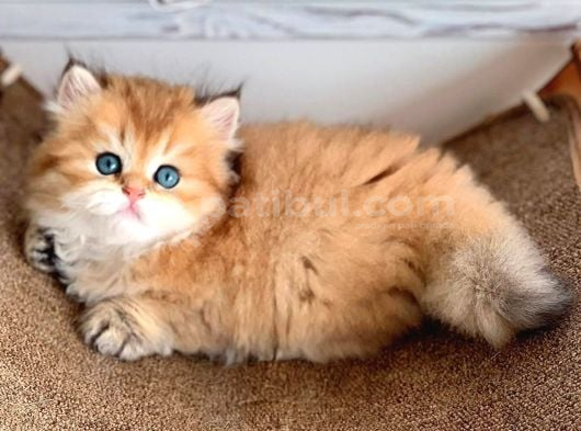 Sarı Kürklü Golden British Longhair görsel