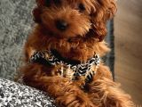 Kali̇teli̇ Malti̇poo Yavrularimiz