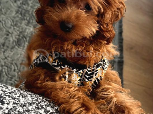 Kali̇teli̇ Malti̇poo Yavrularimiz