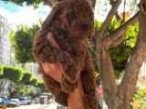 Safkan Erkek Toy Poodle Yavrular