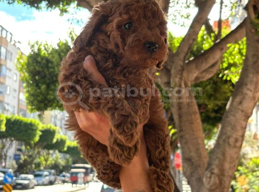 Safkan Erkek Toy Poodle Yavrular görsel