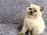 BLUE POİNT MAVİ GÖZ YAVRULARIMIZ YENİ AİLESİNİ ARIYOR