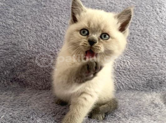 Blue Poi̇nt Mavi̇ Göz Yavrularimiz Yeni̇ Ai̇lesi̇ni̇ Ariyor görsel
