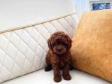 Kore teacup poodle darkredbrown ev üretimi aşılı