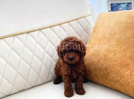 Kore Teacup Poodle Darkredbrown Ev Üretimi Aşılı