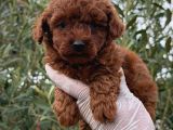 Safkan Erkek Toy Poodle Yavrular