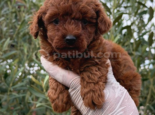 Safkan Erkek Toy Poodle Yavrular görsel