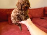 Toy Poodle Yavrular Teslime Hazır