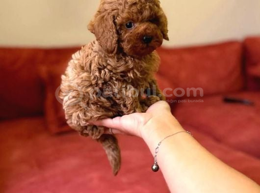 Toy Poodle Yavrular Teslime Hazır görsel