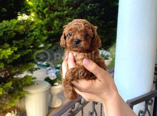 Toy Poodle Yavrular Teslime Hazır görsel