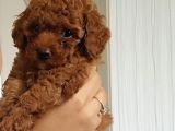 Toy Poodle Yavrular Teslime Hazır