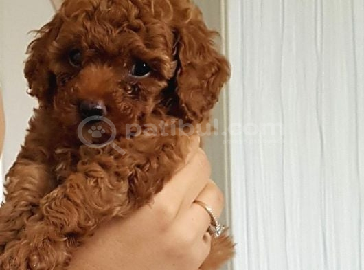 Toy Poodle Yavrular Teslime Hazır görsel