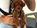 Toy Poodle Yavrular Teslime Hazır