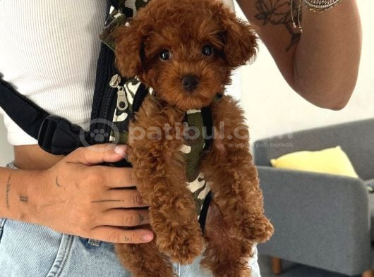Toy Poodle Yavrular Teslime Hazır