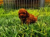 Mini Toy Poodle Yavru