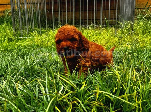 Mini Toy Poodle Yavru görsel