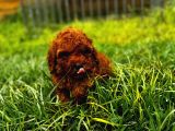 Mini Toy Poodle Yavru