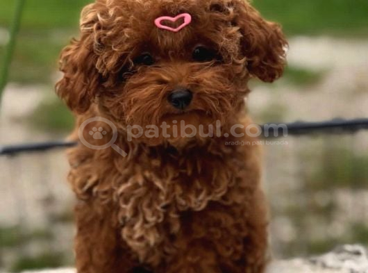 Aşıları Tam Orijinal Irk Garantili Toy Poodle görsel