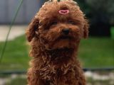 Aşıları Tam Orijinal Irk Garantili Toy Poodle