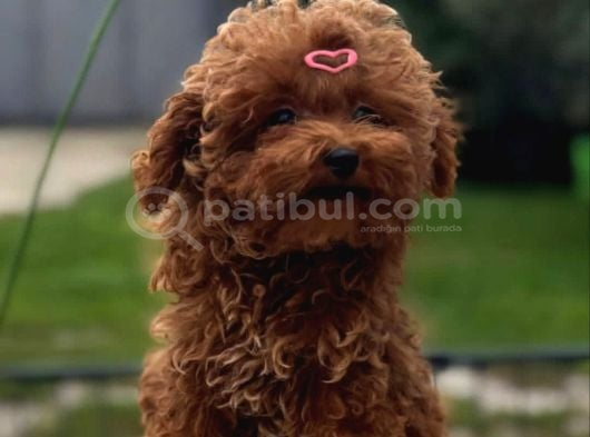 Aşıları Tam Orijinal Irk Garantili Toy Poodle görsel