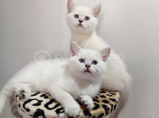 British Shorthair görsel