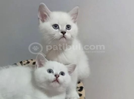 British shorthair