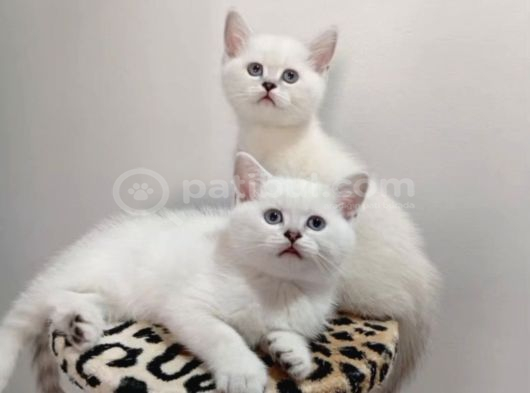 British Shorthair görsel