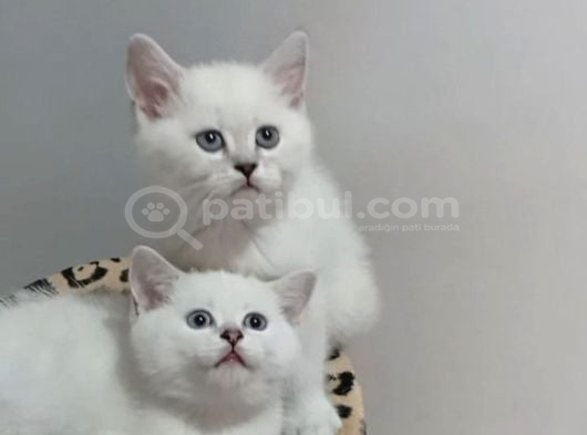 British Shorthair görsel