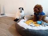 Mini toy Poodle Yavru