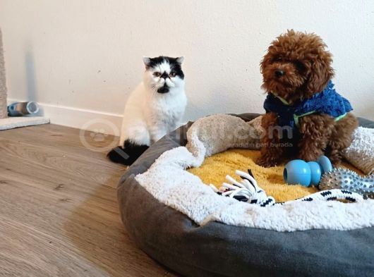Mini toy Poodle Yavru