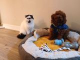 Mini Toy Poodle Yavru