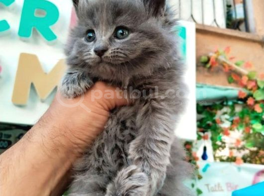 Safkan british longhair bebek