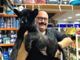 Solid Black Secereli Alman Kurdu