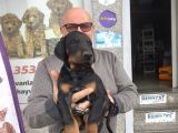 2 Aylık Çok Güzel Erkek Doberman