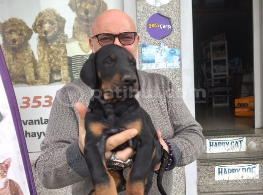 2 Aylık Çok Güzel Erkek Doberman görsel