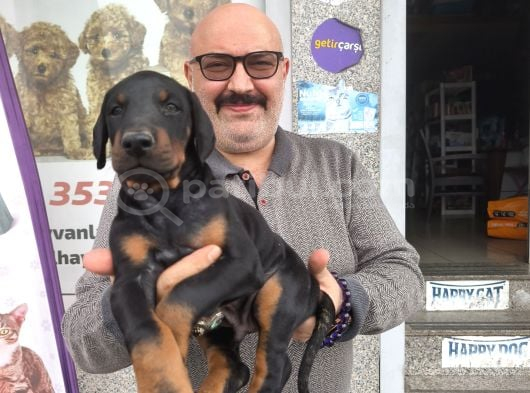 2 Aylık Çok Güzel Erkek Doberman görsel