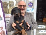 2 aylık çok güzel erkek doberman