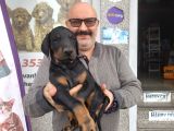 2 Aylık Çok Güzel Erkek Doberman
